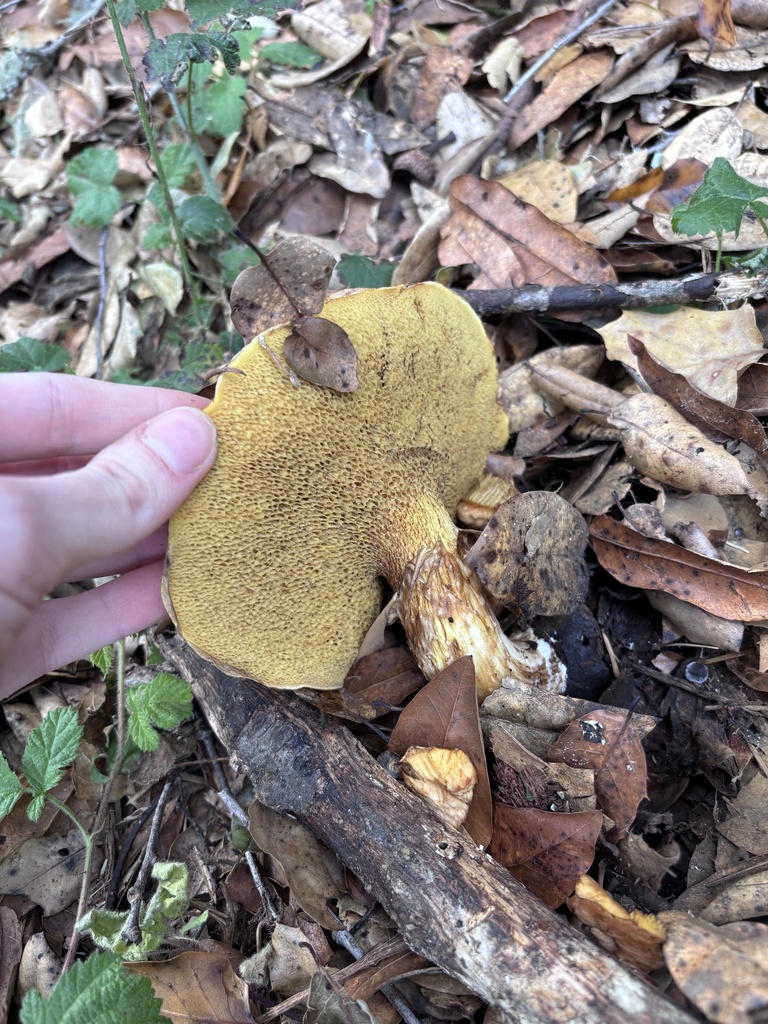 Suillus caerulescens · January 2026 · photo: © reago (iNaturalist, cc-by)