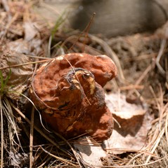 Gyromitra esculenta