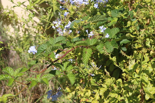 Vigorous Bramble (Rubus affinis)