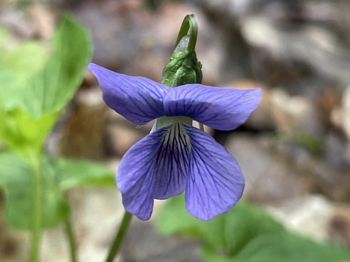 marsh blue violet (Viola cucullata)
