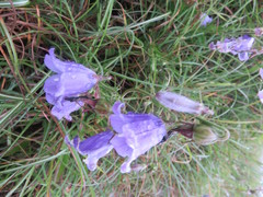 Adenophora morrisonensis