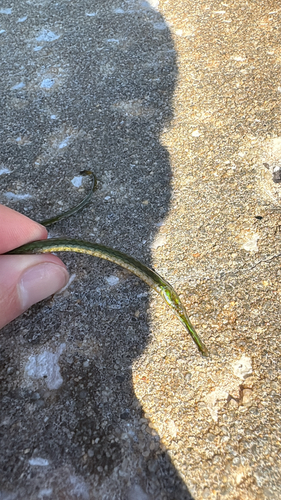 Dusky pipefish (Syngnathus floridae) — Syngnathidae