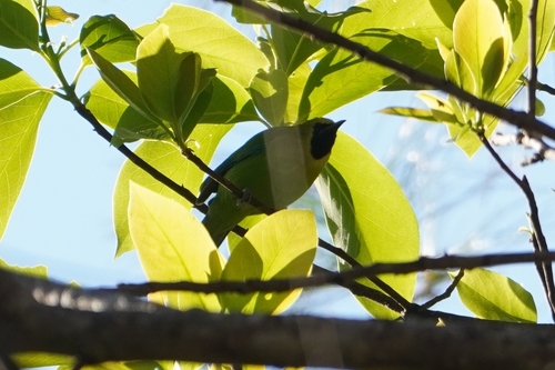 Blue-winged Leafbird (Chloropsis moluccensis), photo 3