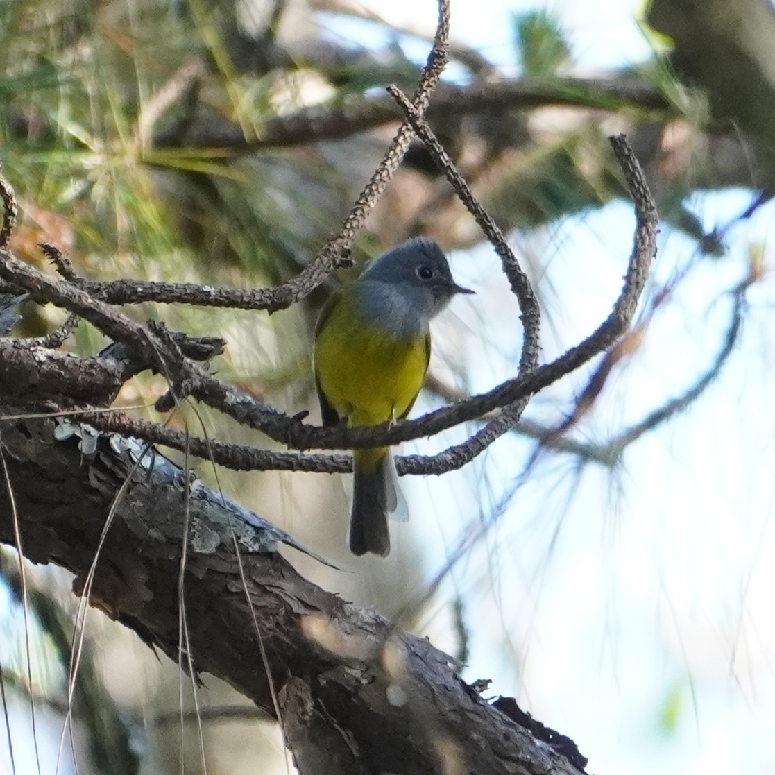 Grey-headed Canary-flycatcher (Culicicapa ceylonensis), photo 1
