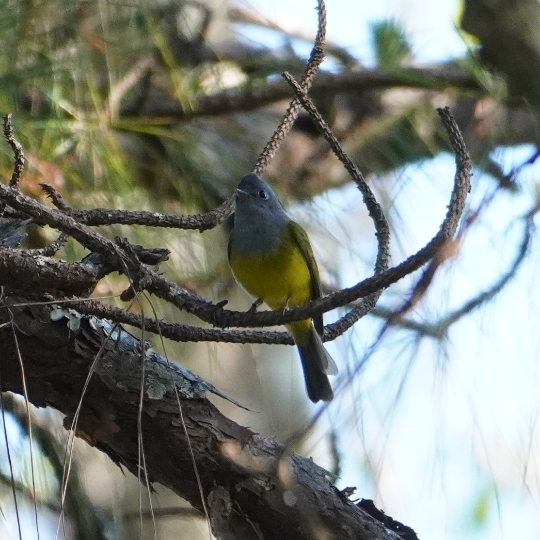 Grey-headed Canary-flycatcher (Culicicapa ceylonensis), photo 2