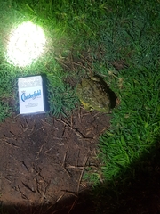 Pyxicephalus adspersus