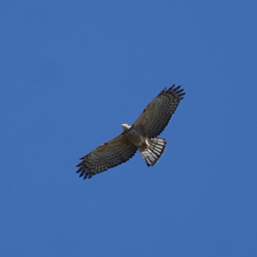 Crested Honey Buzzard (Pernis ptilorhynchus)
