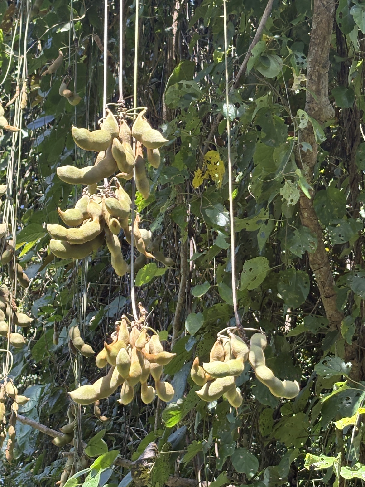 Imagem de mucunã