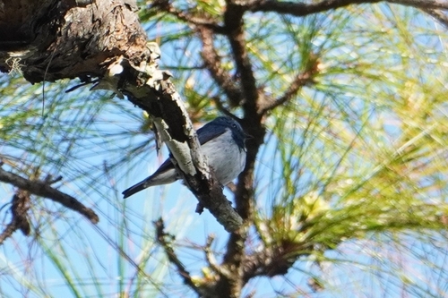 Ultramarine Flycatcher (Ficedula superciliaris), photo 1
