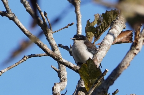 Dark-backed Sibia (Heterophasia melanoleuca), photo 2
