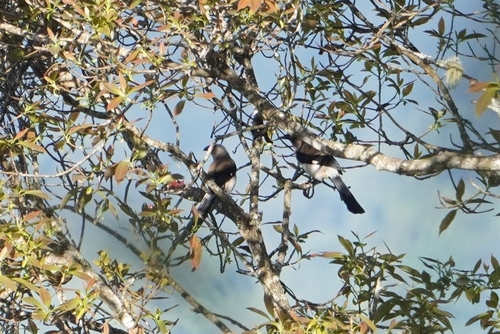 Grey Treepie (Dendrocitta formosae), photo 6