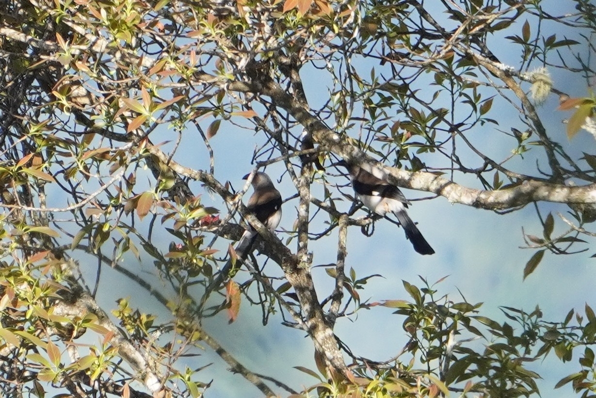 Grey Treepie (Dendrocitta formosae), photo 7
