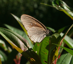 Euploea eyndhovii gardineri