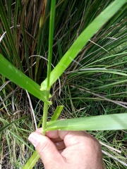 Hymenachne amplexicaulis