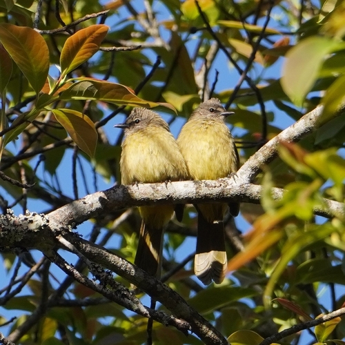 Flavescent Bulbul (Pycnonotus flavescens), photo 10