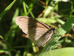 Euploea eyndhovii gardineri