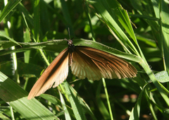 Euploea eyndhovii gardineri