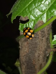 Botanochara decempustulata