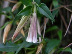 Tripterospermum luzonense