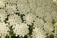 Magydaris pastinacea