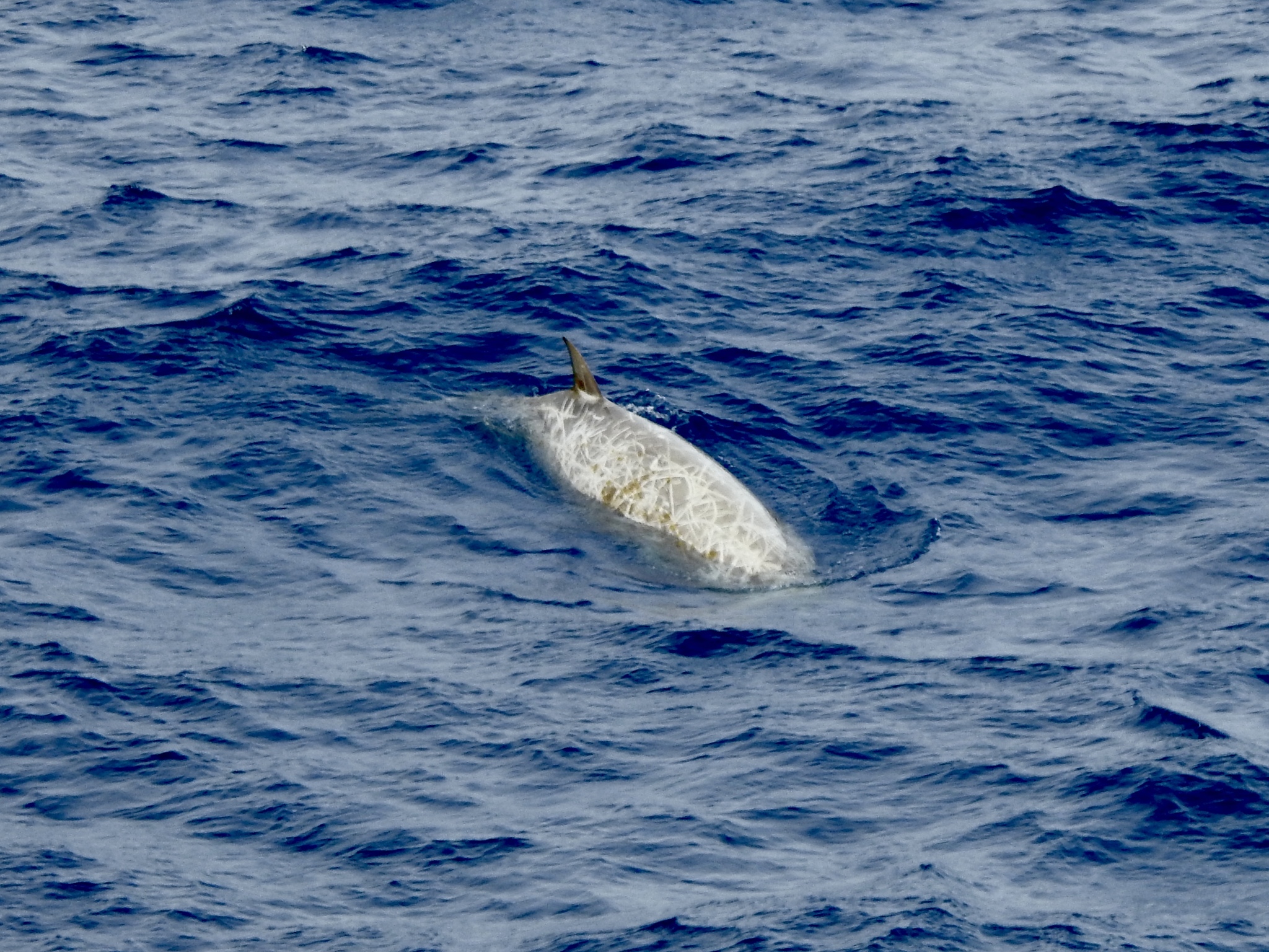 Hyperoodon planifrons