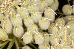 Magydaris pastinacea