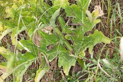 Magydaris pastinacea