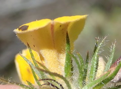 Aspalathus asparagoides asparagoides