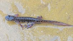 Lissotriton schmidtleri