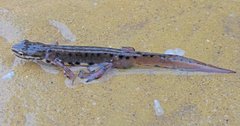Lissotriton schmidtleri
