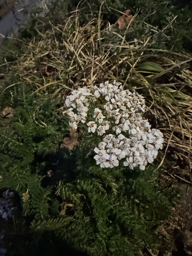 Yarrow
