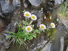 Erigeron morrisonensis
