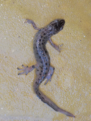 Lissotriton schmidtleri