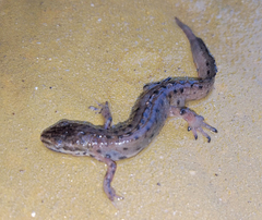 Lissotriton schmidtleri