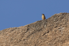 Anthus similis similis