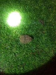 Pyxicephalus adspersus