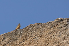 Anthus similis similis