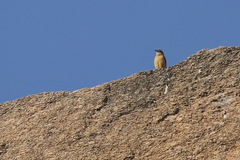 Anthus similis similis