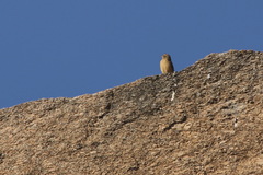 Anthus similis similis