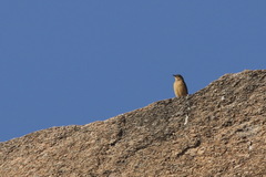 Anthus similis similis