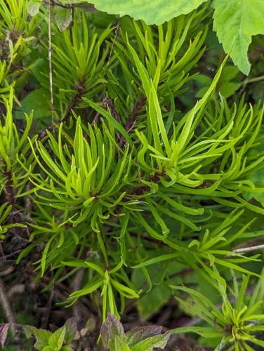 Darwin's Aster (Darwiniothamnus tenuifolius)