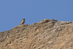 Anthus similis similis