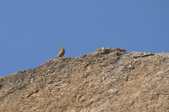 Anthus similis similis