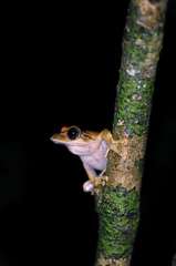 Boophis entingae
