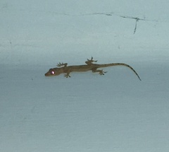 Hemidactylus mabouia