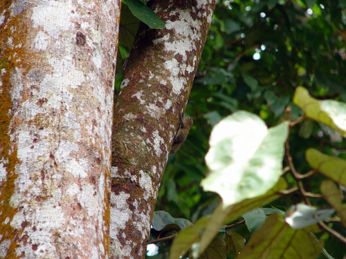 Least Pygmy Squirrel