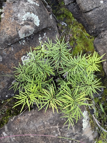 Doryopteris decora observed 2026-01-17