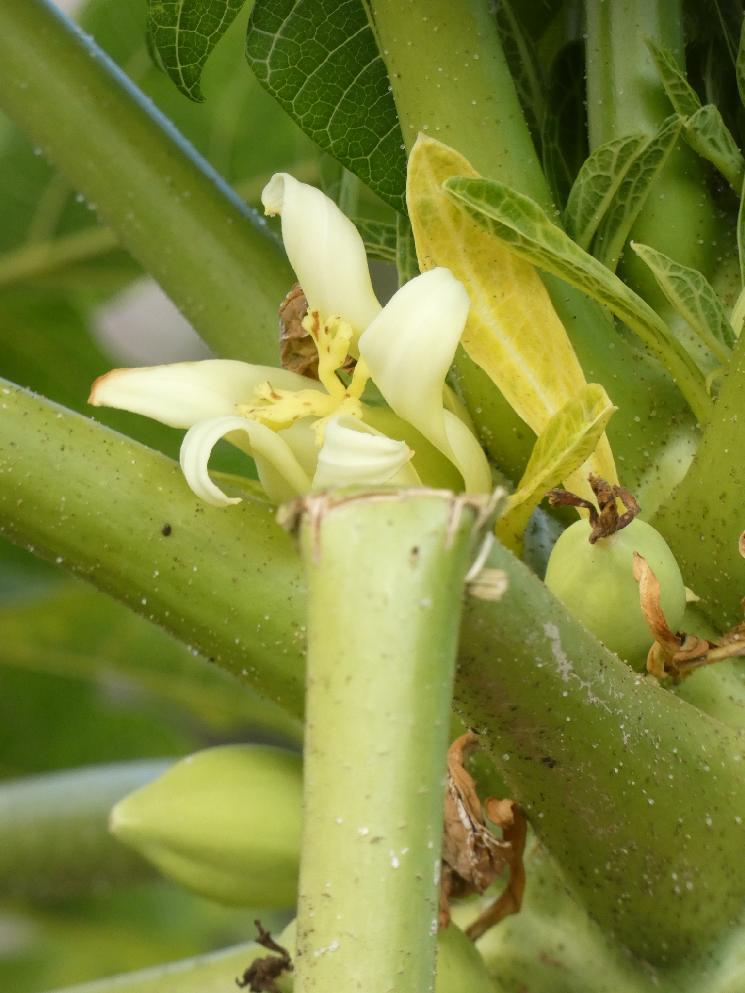 Carica papaya