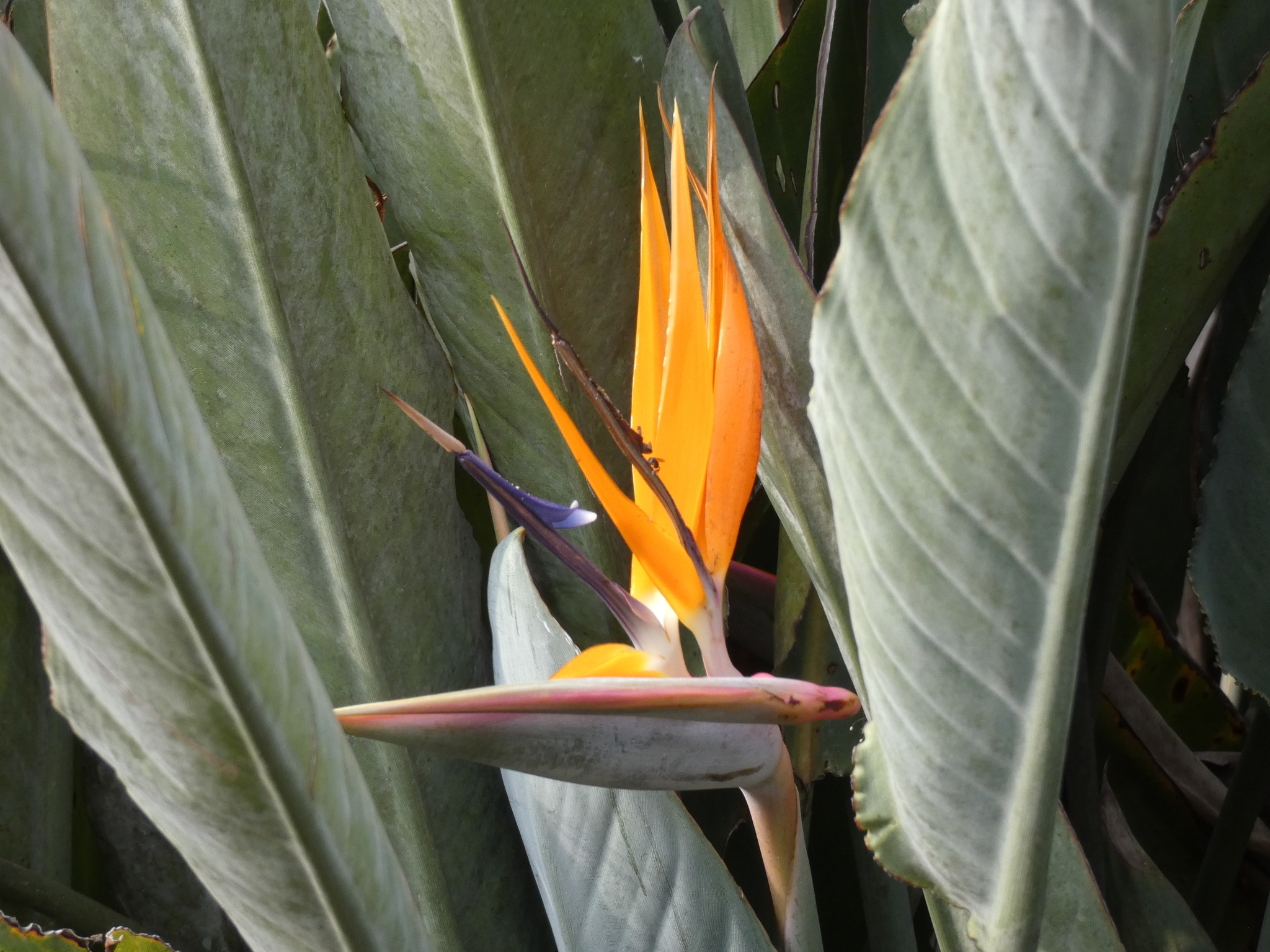 Strelitzia reginae