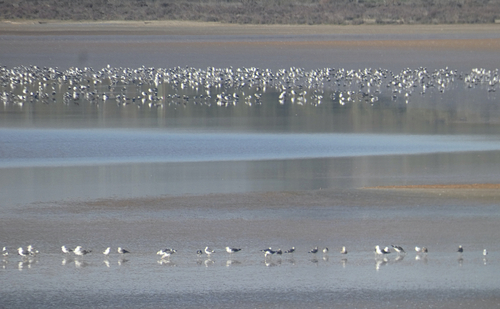 Avistamiento Gaviota Dorsinegra Menor